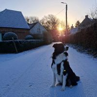 Hondensitter Wetteren: Noor
