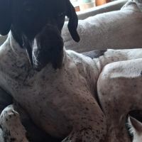 Hondensitter De Haan: Joy
