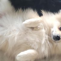 Hondenbaas Dendermonde van Lady en Coco