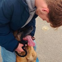 Hondensitter Rumbeke: Mateo