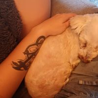 Hondensitter Hamme: Lana