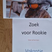 Hondenbaas Hasselt van rookie (roekie)