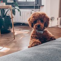 Hondenbaas Berchem (Antwerpen) van Teddy