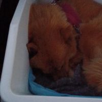 Thuisjob hondensitter Oostende: hond Beyers
