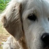 Hondenbaas Merksem van Billy