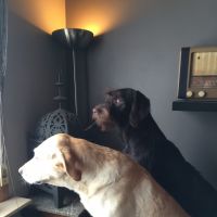 Hondenopvang Oudenaarde: Bijoux&Bruno