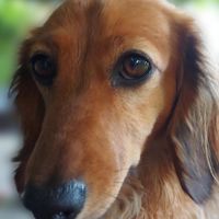 Hondenopvang Antwerpen: Mischa