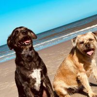 Thuisjob hondensitter Tongeren: hond Lola en Benji